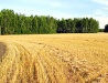 Omsk Oblast scenery