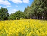 Tambov Oblast scenery