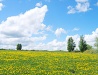 Field of dandelions in the Ulyanovsk region