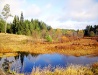 Golden autumn in Vologda Oblast